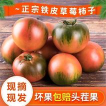 【草莓柿子】寿光草莓西红柿软糯蜜甜新鲜采摘货源足全国发货