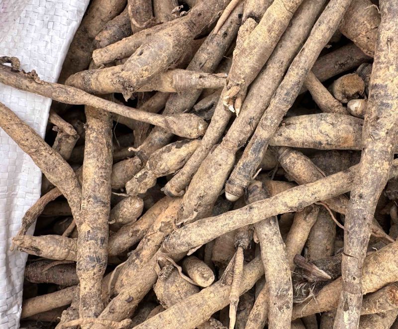 【热卖中】仙茅云南产地，高含量超药典标准，保质保量