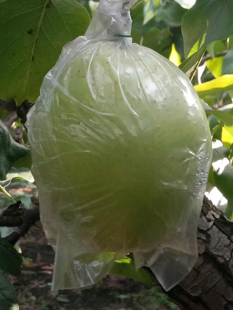 阳信鸭梨，驰名中外，皮薄汁多，核小肉厚，甘甜可口，个大。