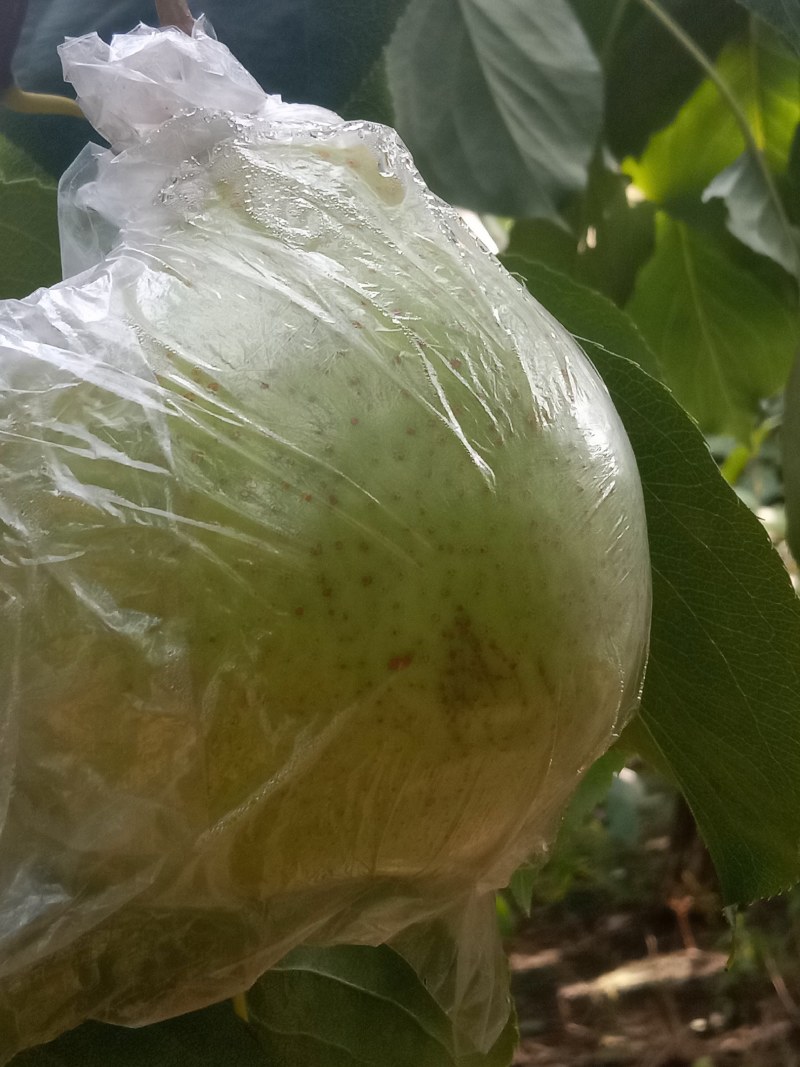 阳信鸭梨，驰名中外，皮薄汁多，核小肉厚，甘甜可口，个大。