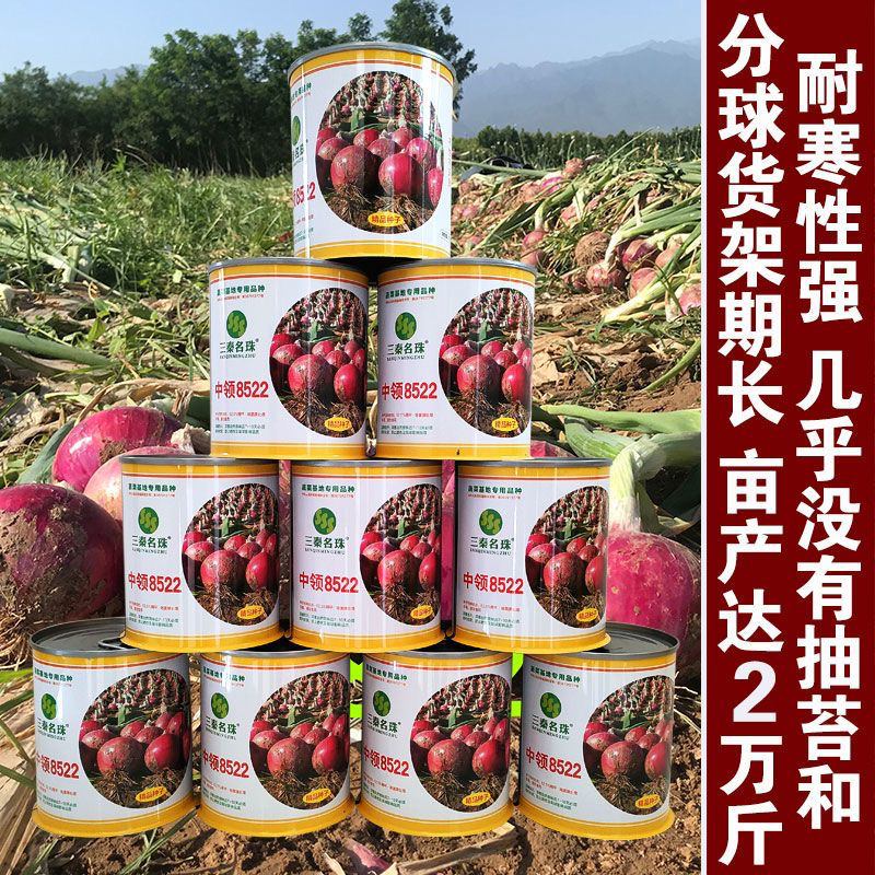紫皮中领8522洋葱种子圆形100克