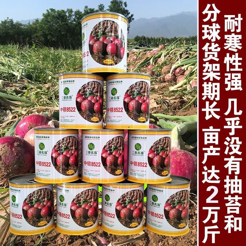 紫皮中领8522洋葱种子圆形100克