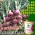 紫皮中领8522洋葱种子圆形100克