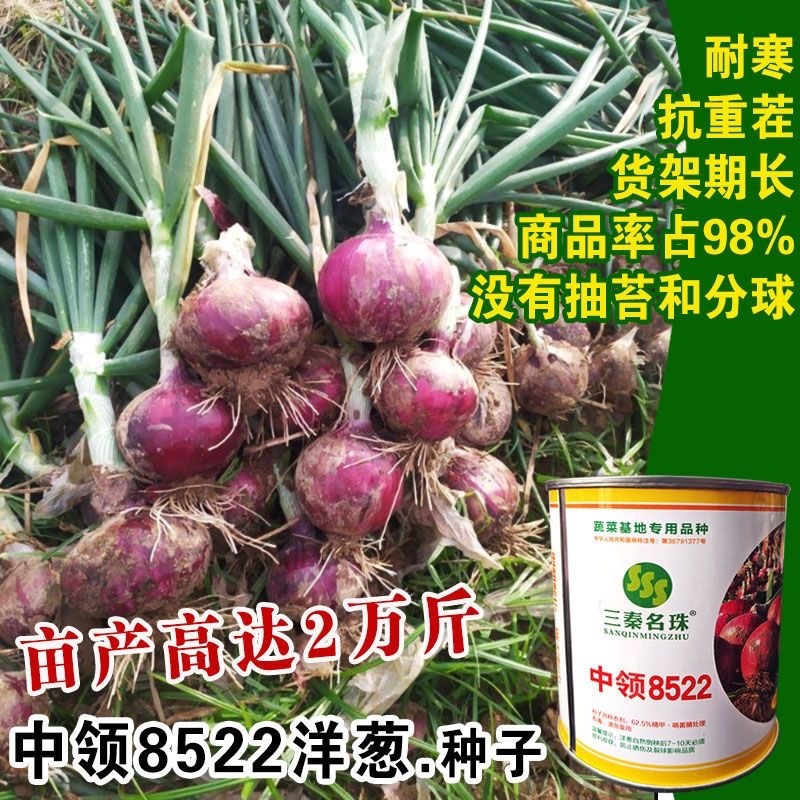 紫皮中领8522洋葱种子圆形100克