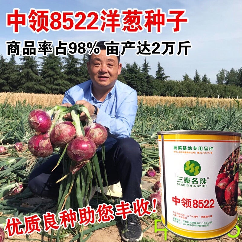 紫皮中领8522洋葱种子圆形100克