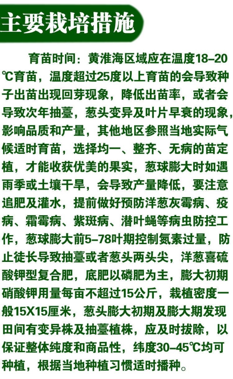 紫皮中领8522洋葱种子圆形100克