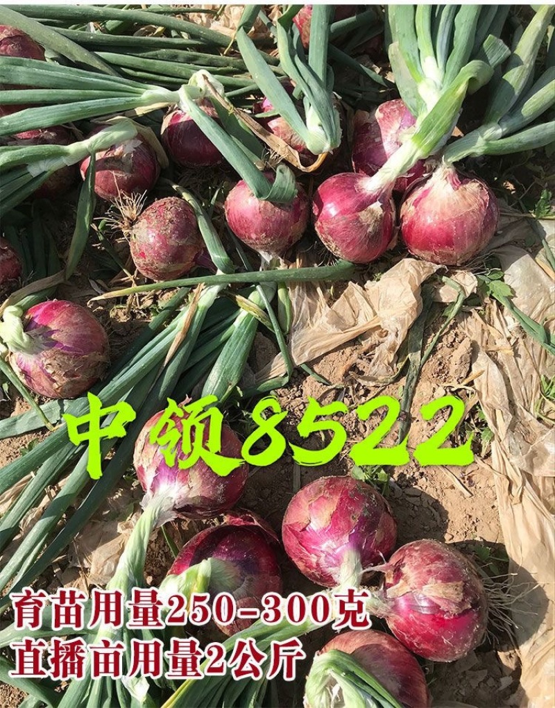 紫皮中领8522洋葱种子圆形100克