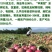 紫皮中领8522洋葱种子圆形100克
