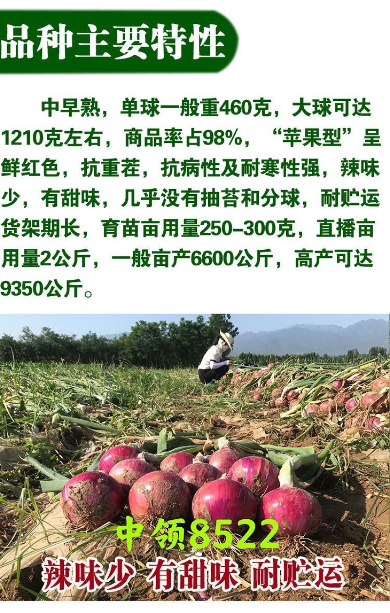紫皮中领8522洋葱种子圆形100克