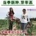 紫皮中领8522洋葱种子圆形100克