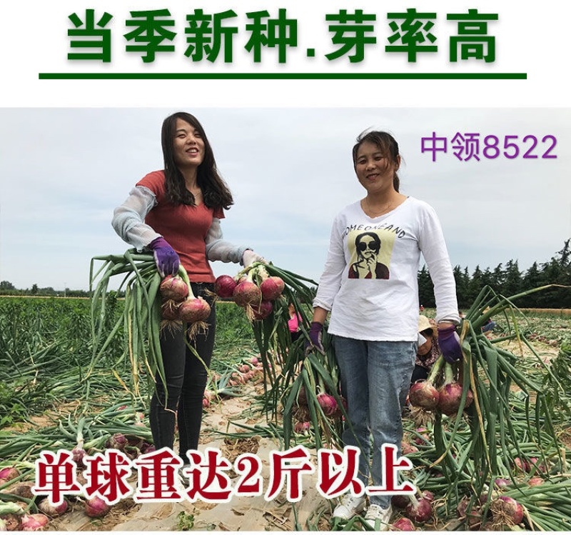紫皮中领8522洋葱种子圆形100克