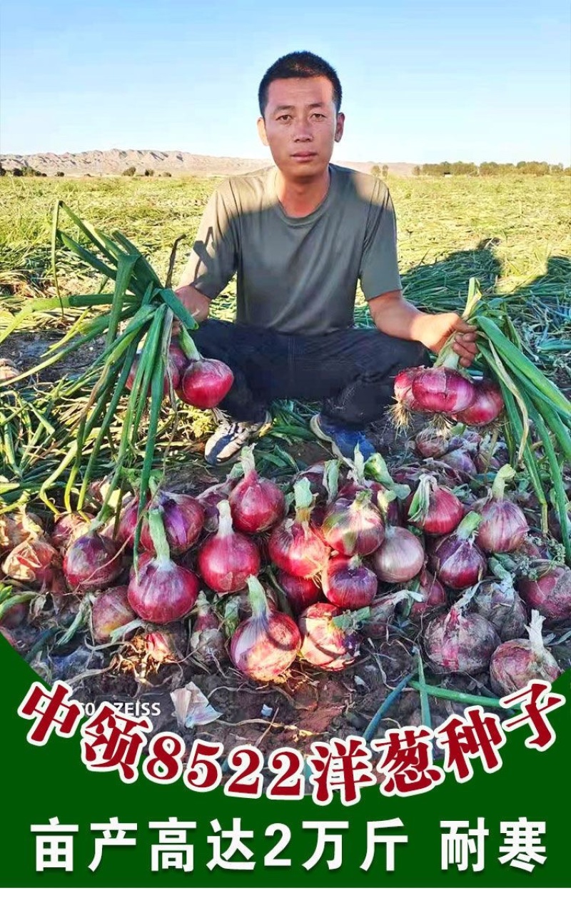 紫皮中领8522洋葱种子圆形100克