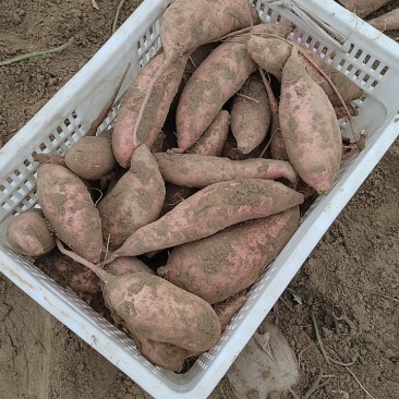 龙薯九河北廊坊大量供应有质量问题免费补发货
