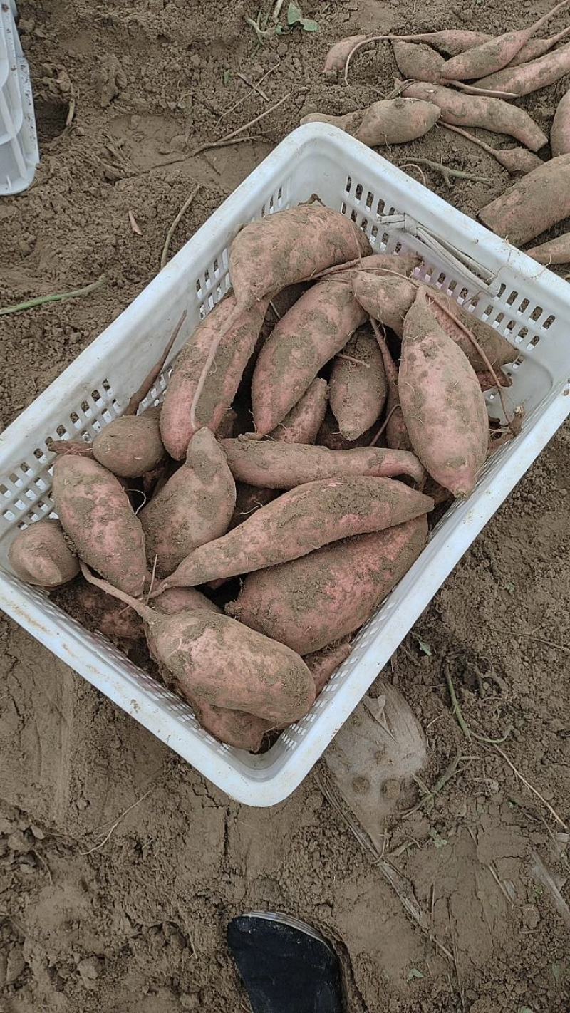 龙薯九河北廊坊大量供应有质量问题免费补发货