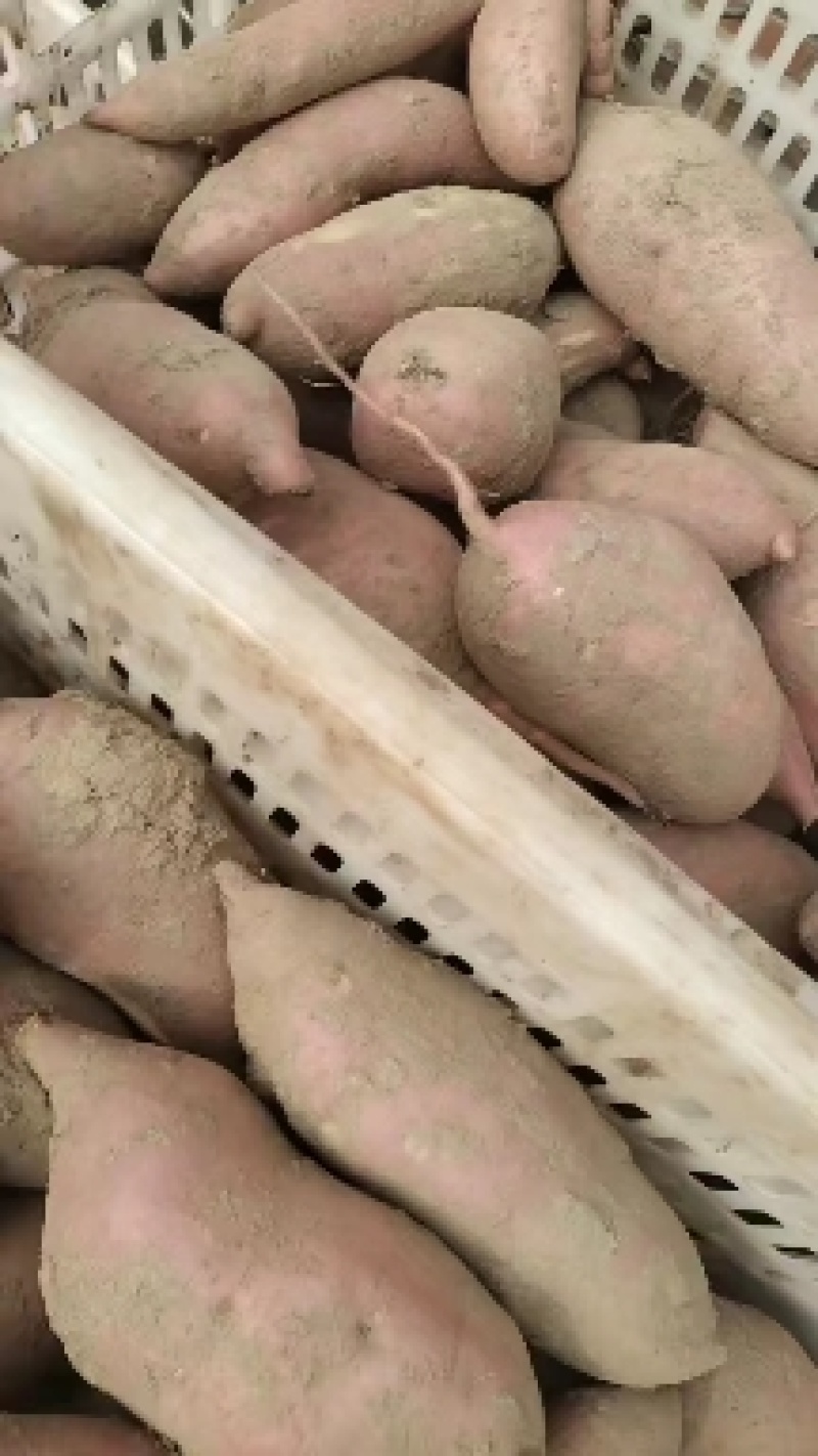 龙薯九河北廊坊大量供应有质量问题免费补发货