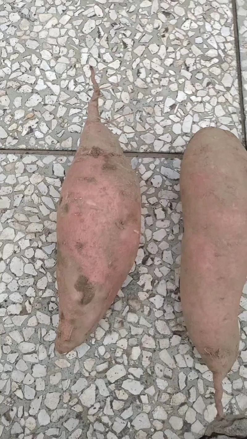 龙薯九河北廊坊大量供应有质量问题免费补发货