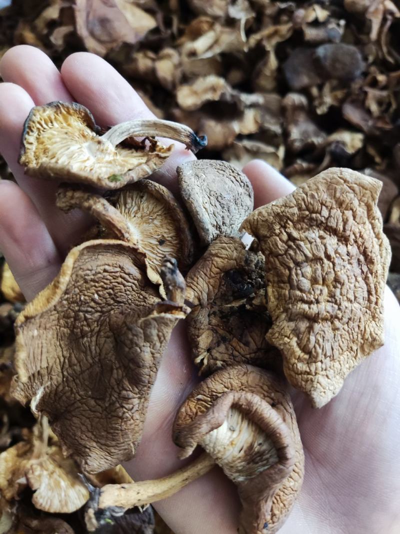 云南大山深处野生香菇，货与图片一致！