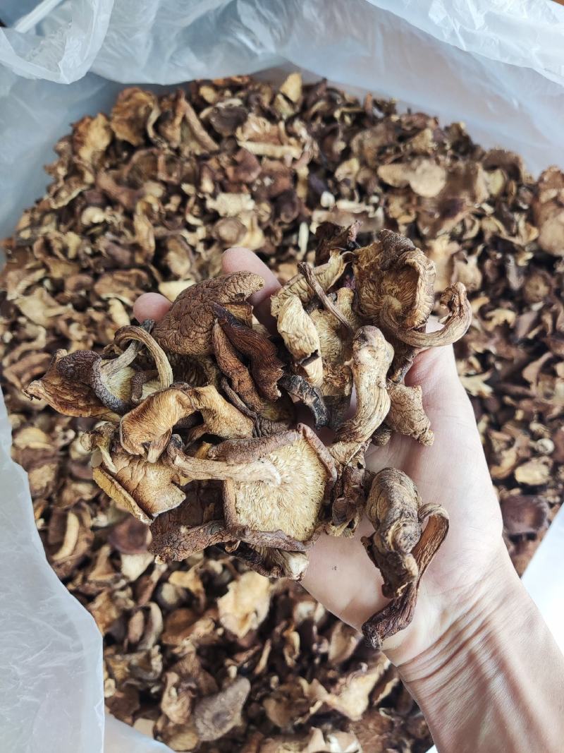 云南大山深处野生香菇，货与图片一致！