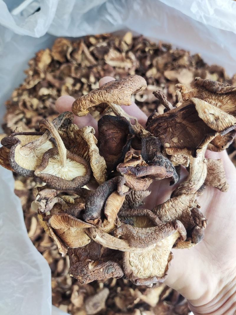云南大山深处野生香菇，货与图片一致！