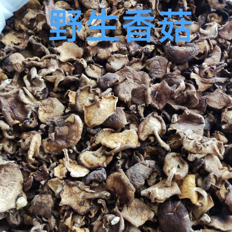 云南大山深处野生香菇，货与图片一致！