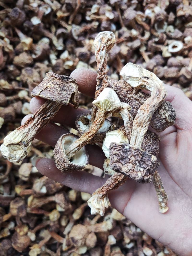 精品姬松茸，个头大小标准，无硫姬松茸