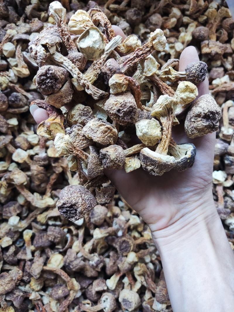 精品姬松茸，个头大小标准，无硫姬松茸