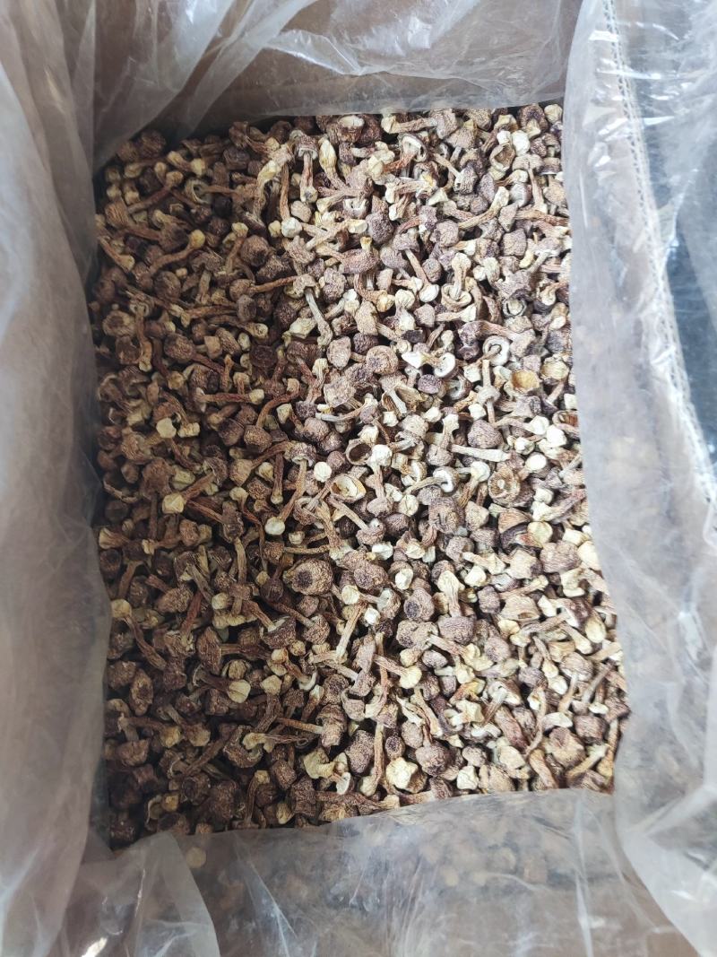 精品姬松茸，个头大小标准，无硫姬松茸
