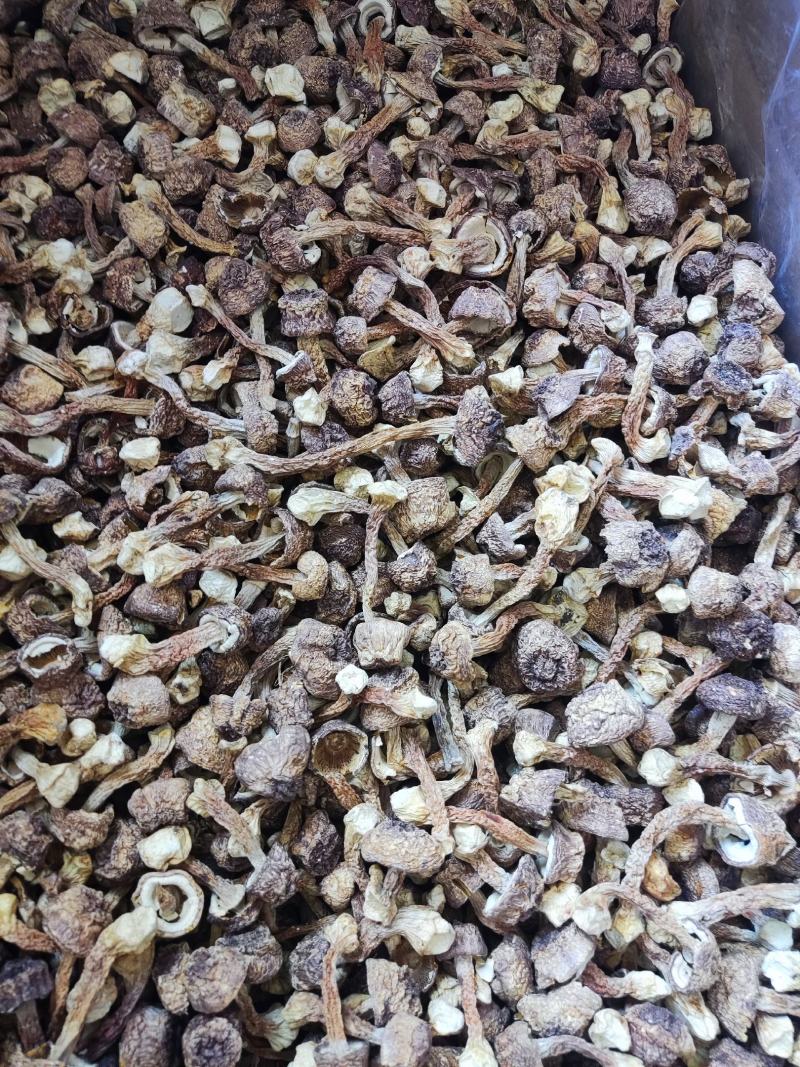 精品姬松茸，个头大小标准，无硫姬松茸