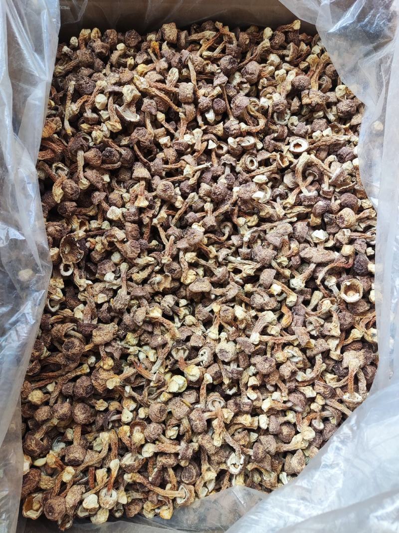 精品姬松茸，个头大小标准，无硫姬松茸