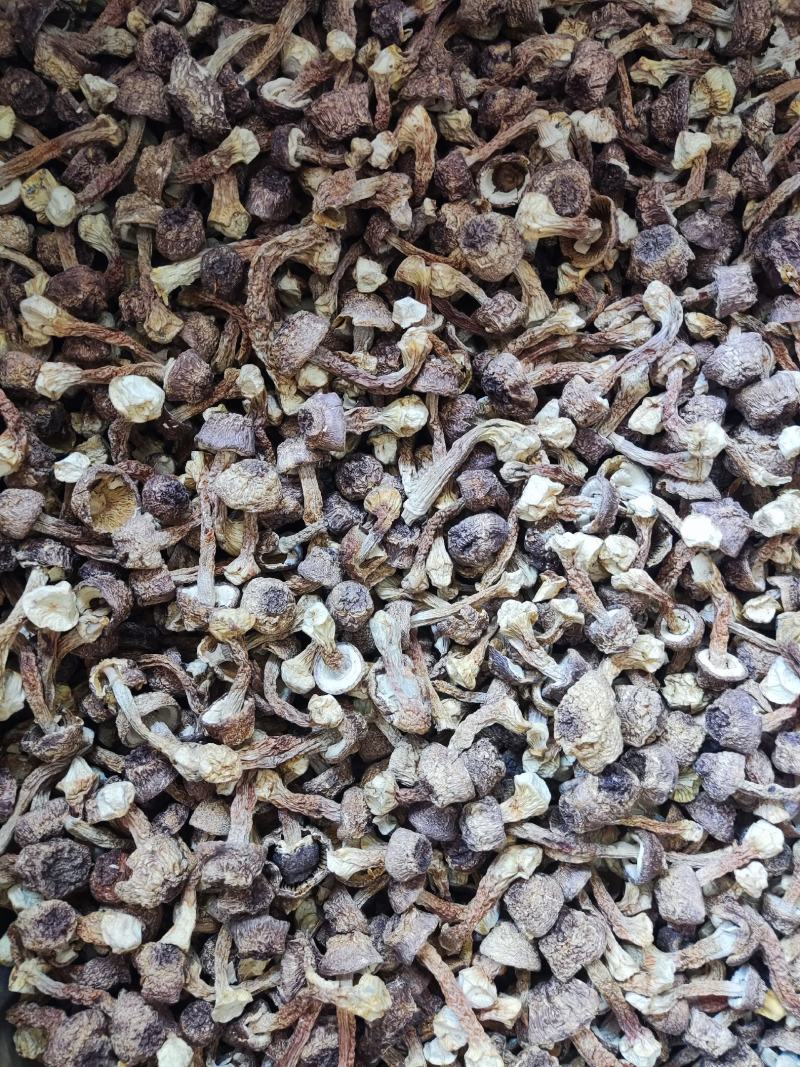 精品姬松茸，个头大小标准，无硫姬松茸