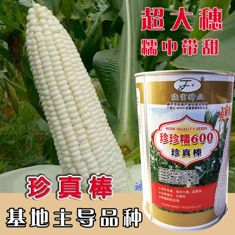 珍珠棒白糯玉米种子甜糯型500克1罐
