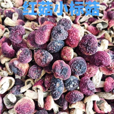 野生红菇小标菇批发零售，假一赔百，放心选购！