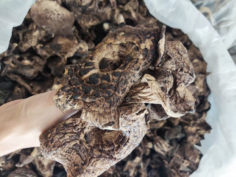 黑虎掌菌