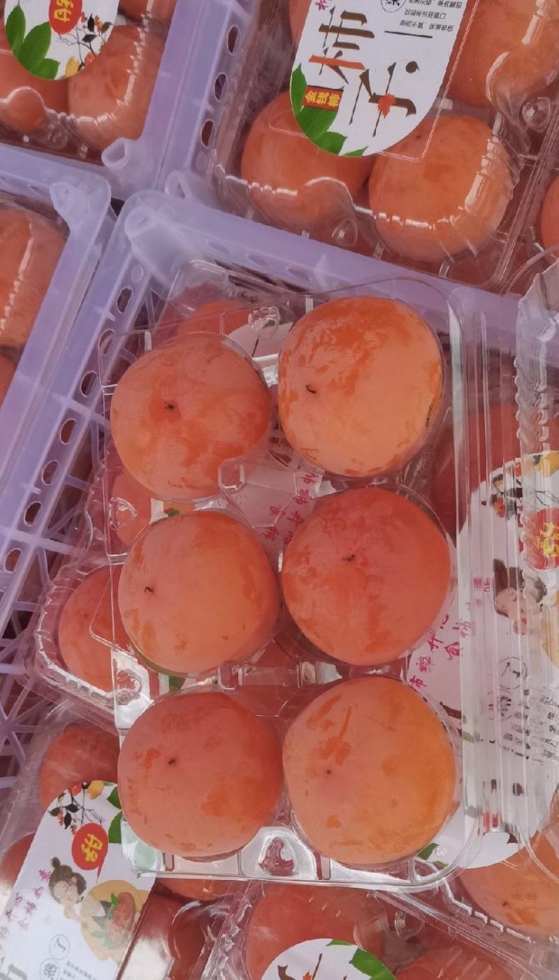 陕西七月黄柿子，火葫芦，吊红柿子上市了，对接各大市场电商