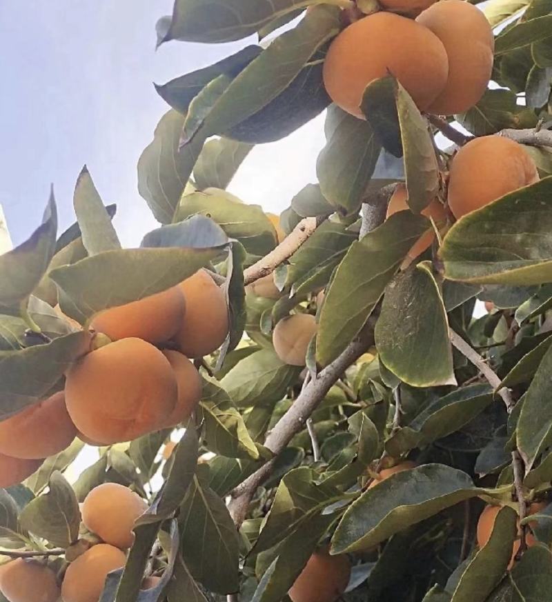 陕西七月黄柿子，火葫芦，吊红柿子上市了，对接各大市场电商