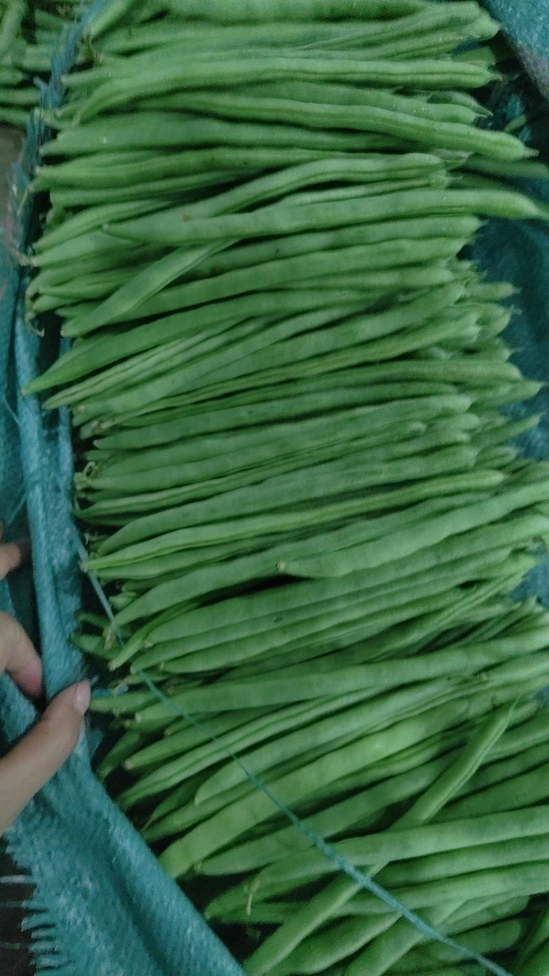 小金豆无筋豆偏豆，云南蔬菜基地大量现货，品质三包