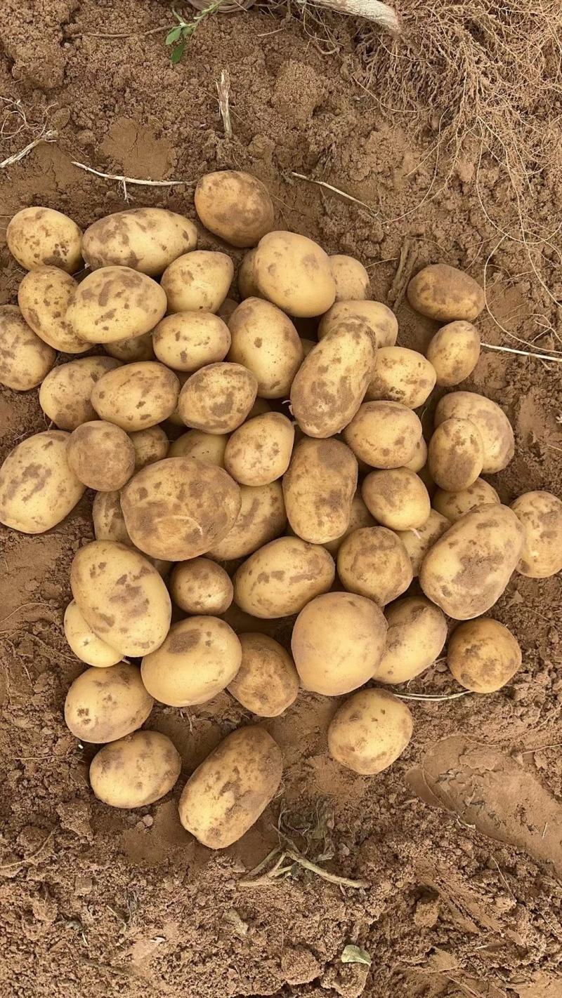 《推荐》沃土5号湖北土豆沃土五黄皮黄心随到随装