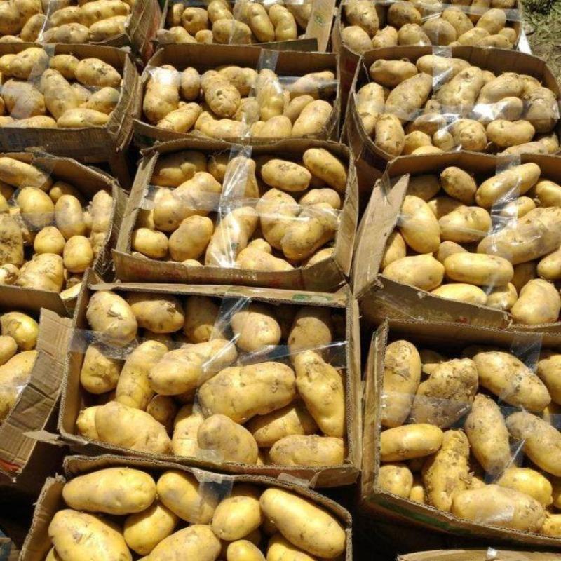 《推荐》希森土豆内蒙土豆大量现货规格齐全全国代发