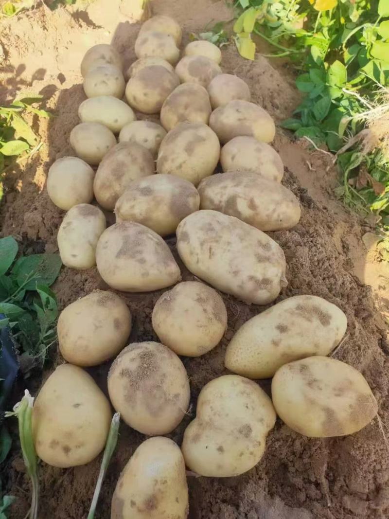 《推荐》希森土豆内蒙土豆大量现货规格齐全全国代发