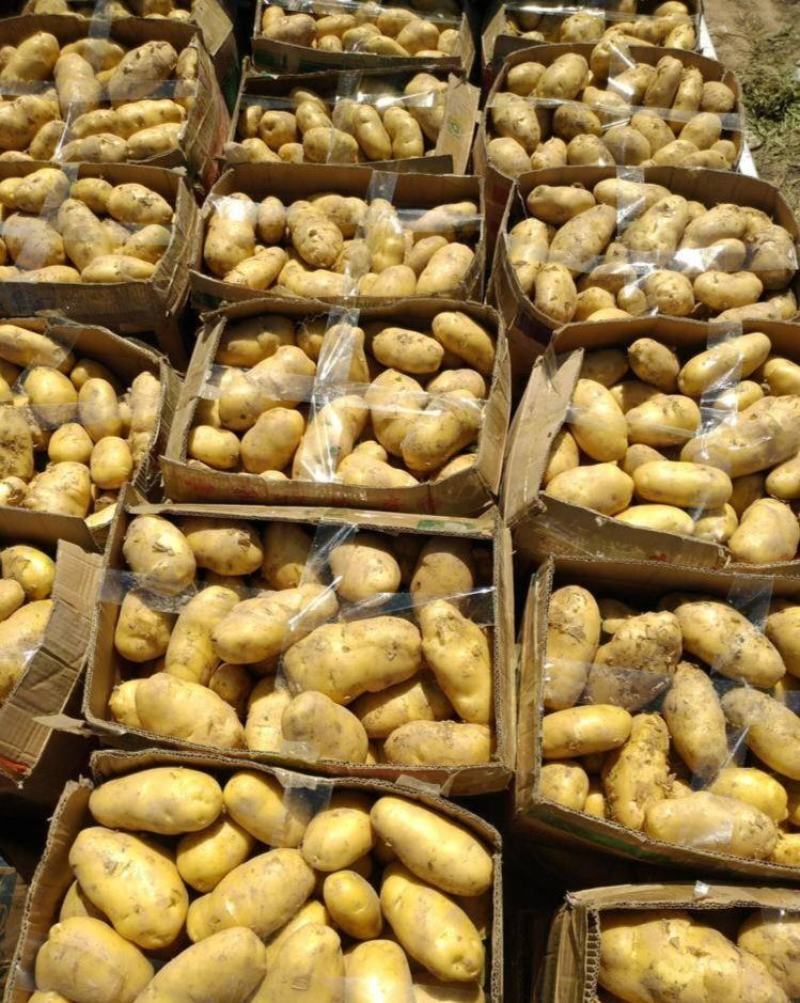 《精品》希森6号土豆内蒙土豆现货供应代发全国