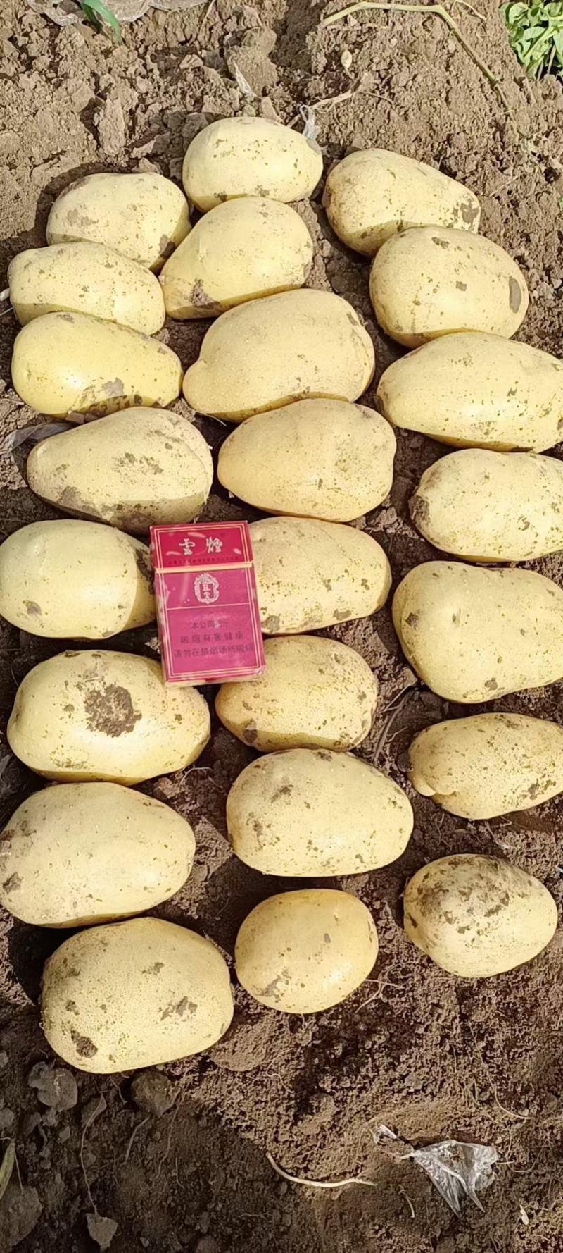 《精品》希森6号土豆内蒙土豆现货供应代发全国