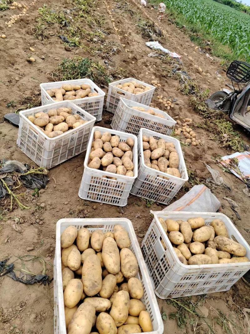 《精品》希森6号土豆内蒙土豆现货供应代发全国