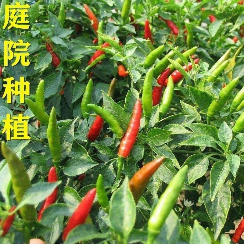 进口单身朝天椒种子1袋约100粒