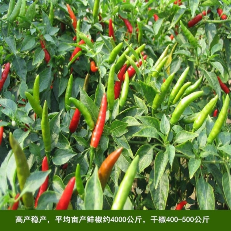 进口单身朝天椒种子1袋约100粒