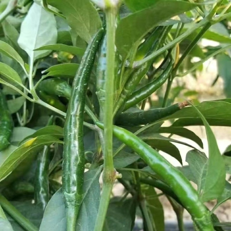 进口单身朝天椒种子1袋约100粒