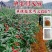 进口单身朝天椒种子1袋约100粒