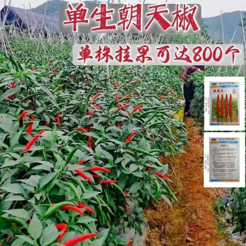 进口单身朝天椒种子1袋约100粒