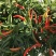 进口单身朝天椒种子1袋约100粒
