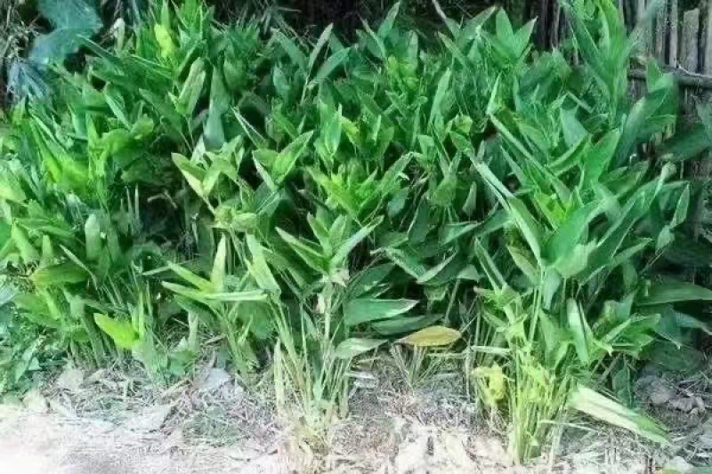 竹薯粉，冬笋粉