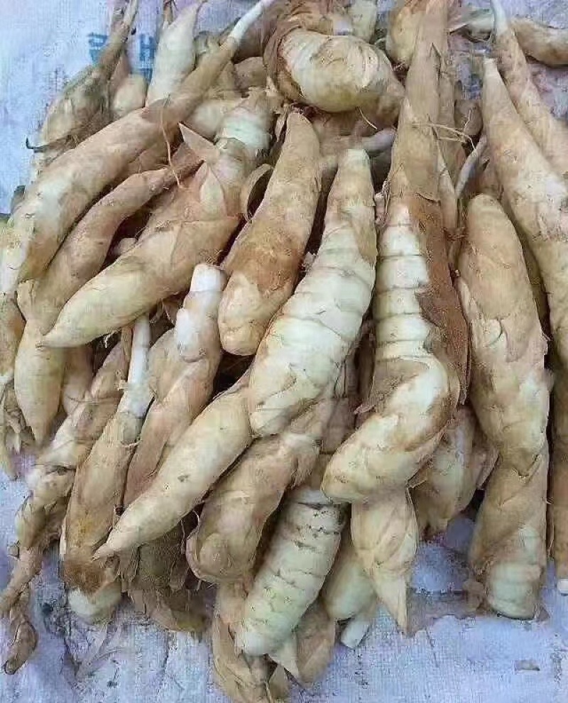 竹薯粉，冬笋粉